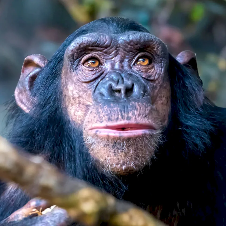 Chimpanzees