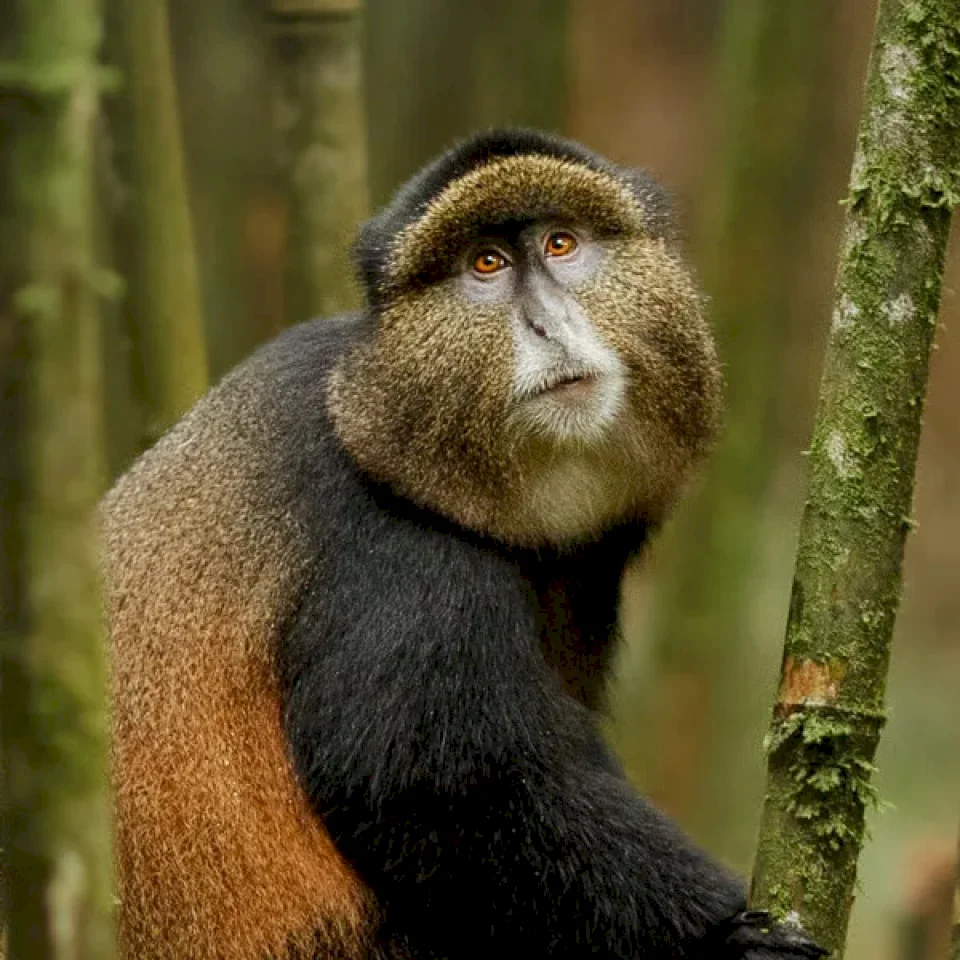 Golden Monkeys