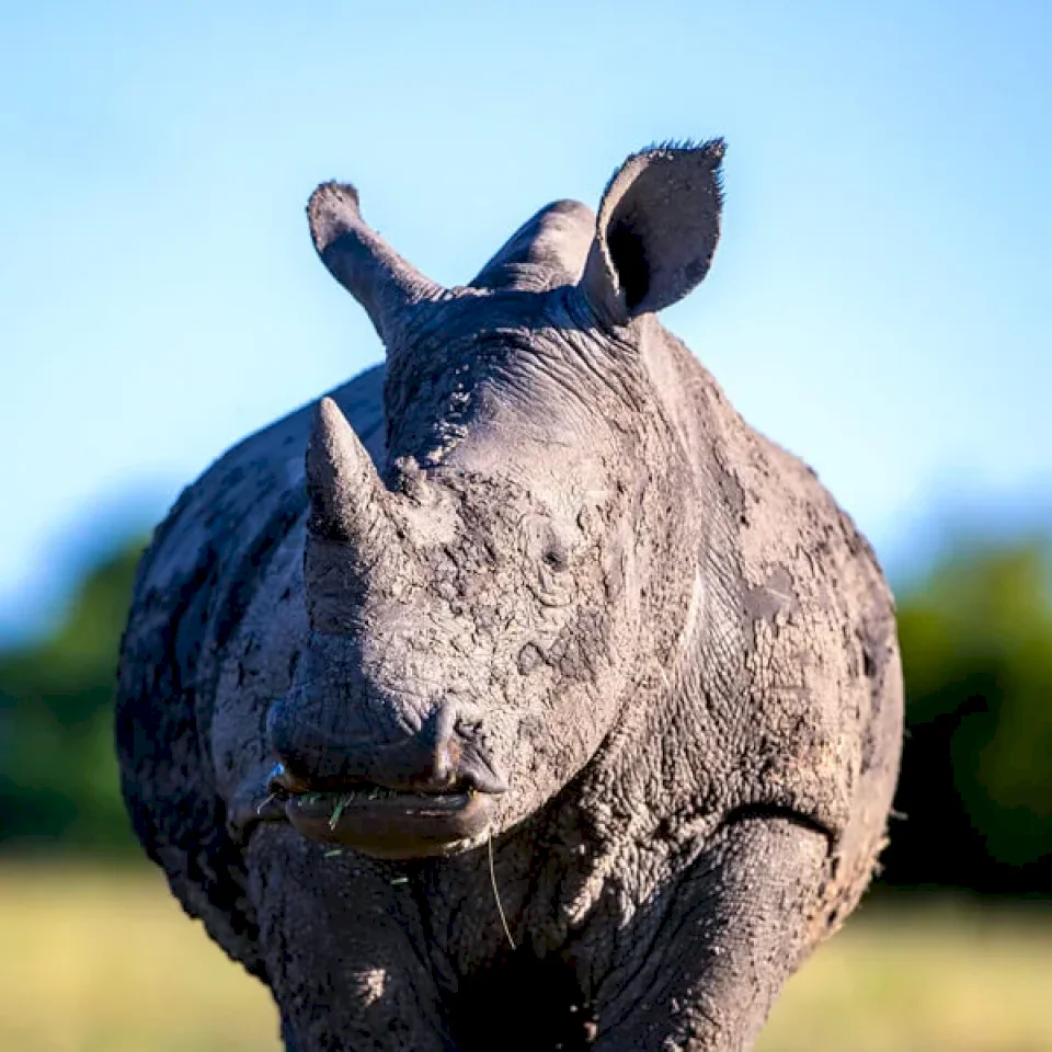 Black Rhinos