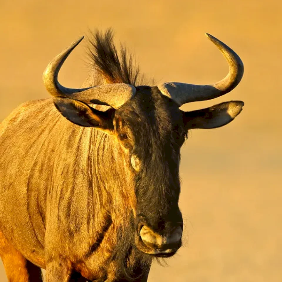 WILDEBEEST