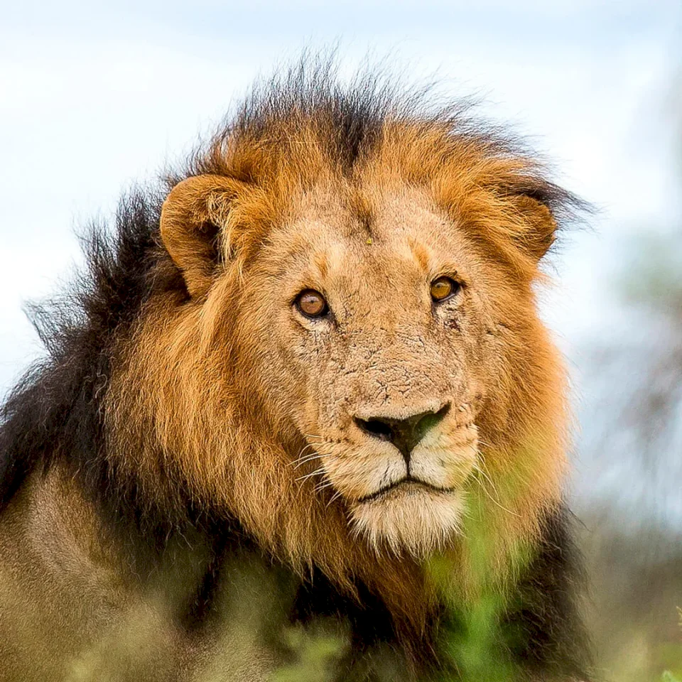 TREE-CLIMBING LION