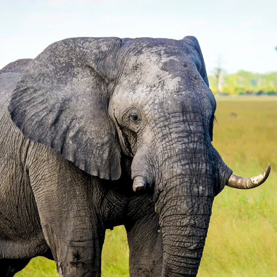 AFRICAN ELEPHANT