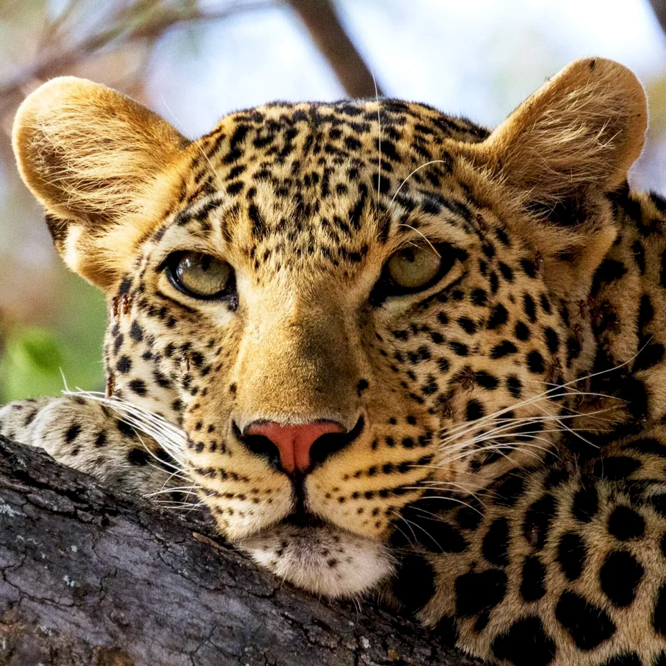 LEOPARD